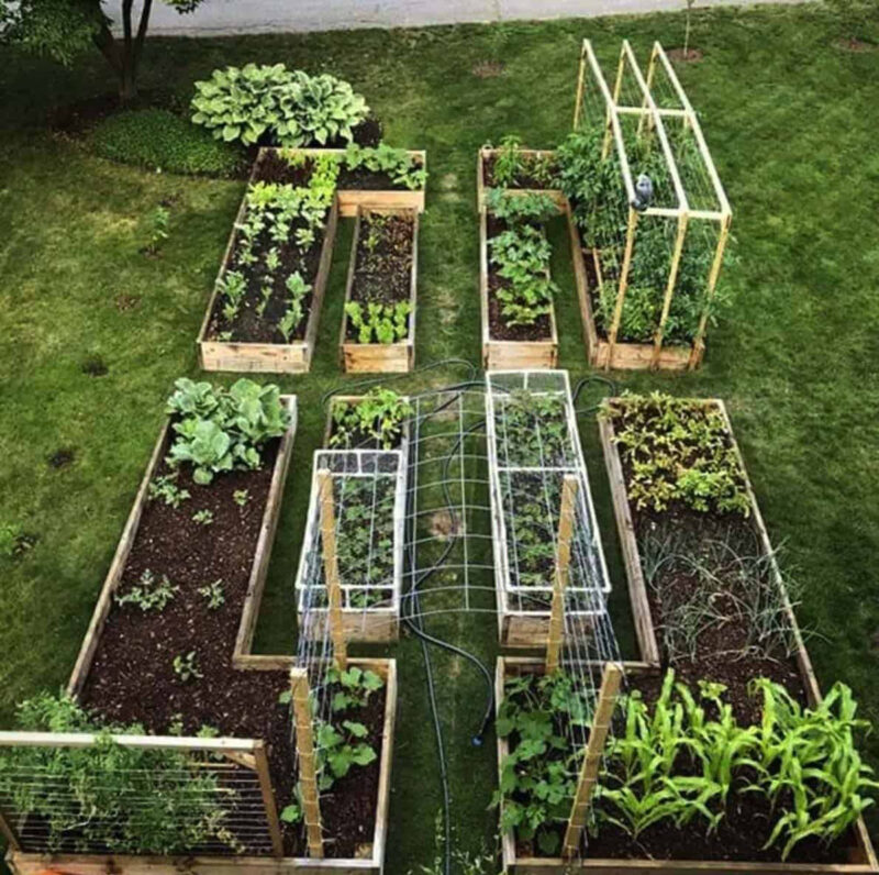 backyard edible landscape