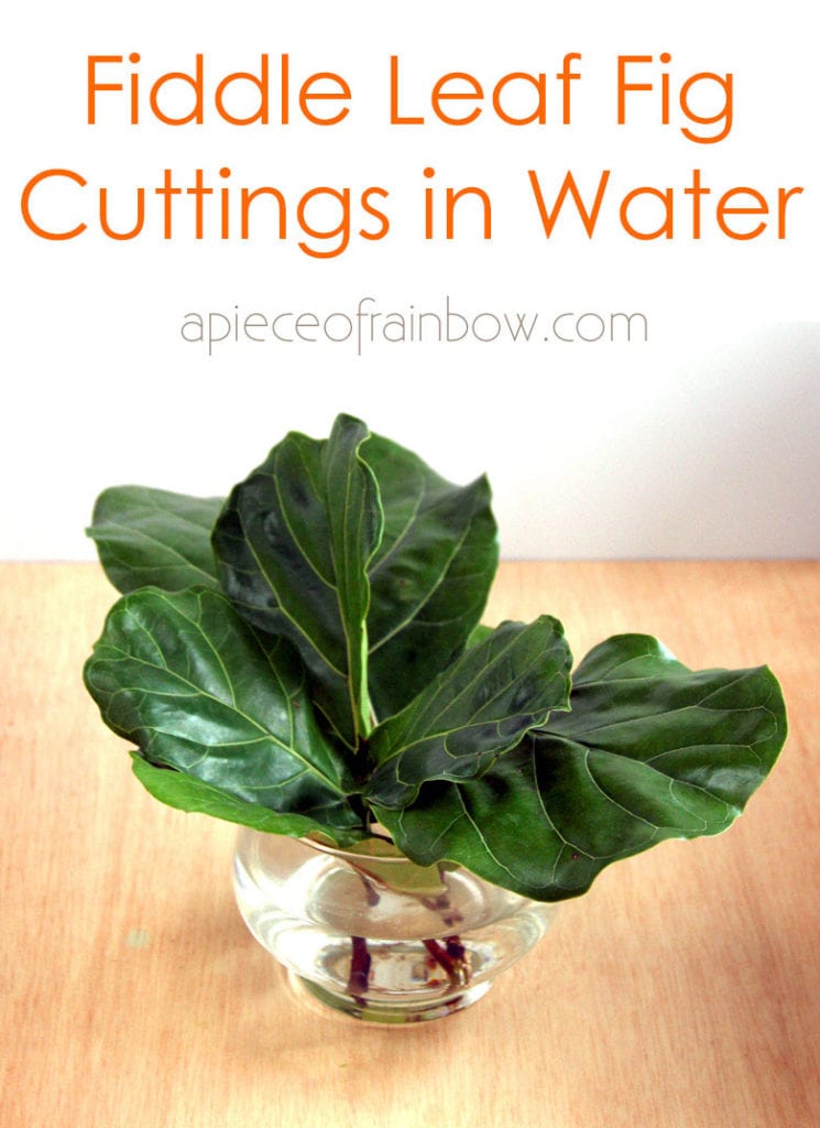 propagate Fiddle Leaf Fig cuttings in water