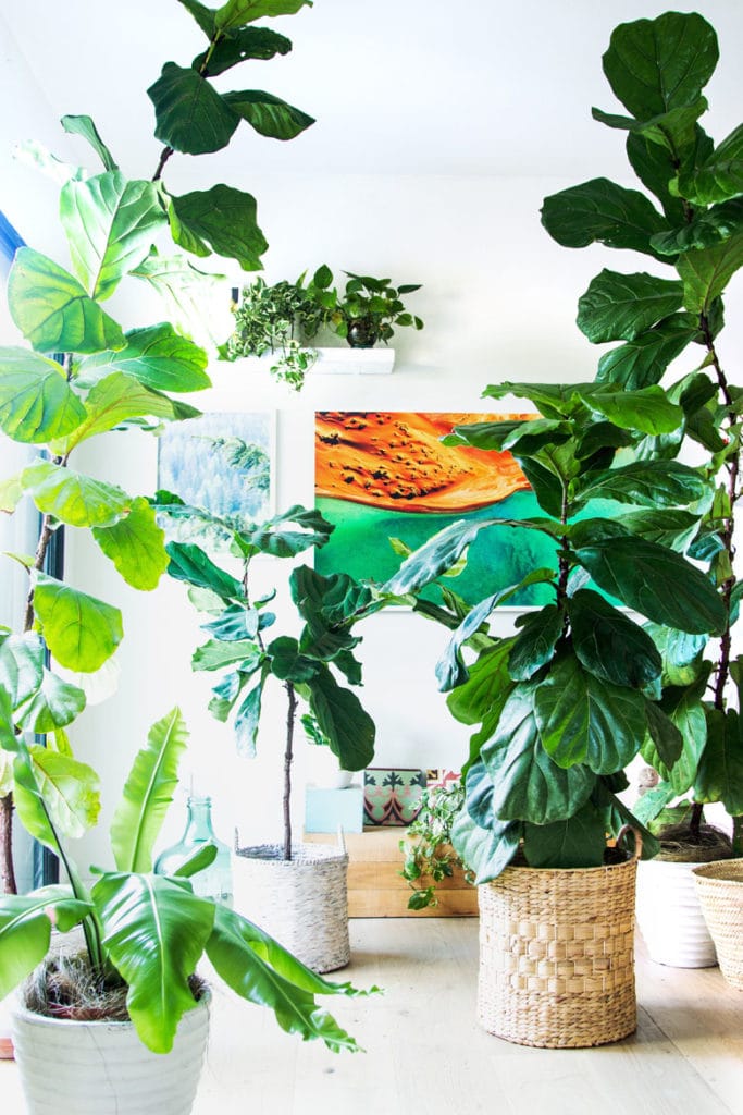 easy fiddle leaf fig care 