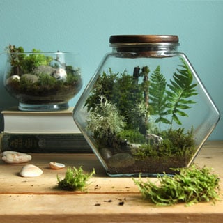 Detailed tutorial on how to make a beautiful DIY terrarium easily and create a living paradise in a glass jar that stays healthy with very little care. | apieceofrainbow.com