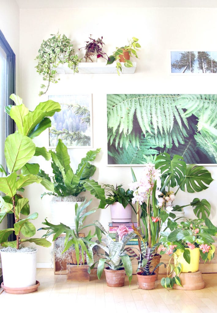 indoor plants with fiddle fig