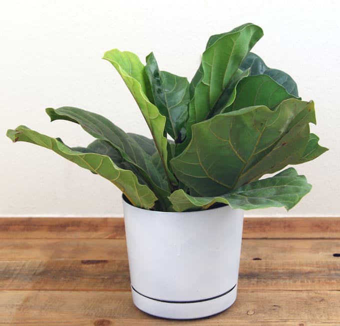 How to root Fiddle Leaf Fig from stem or leaf cuttings! Now you can have the one of the most gorgeous indoor plants and propagate it for every room! - A Piece Of Rainbow Blog