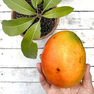 How to plant store bought mango seed & grow mango trees as free indoor plants or garden fruits! Fun gardening idea to regrow kitchen scraps!