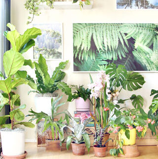 Check out our gorgeous indoor garden with 18 best indoor plants! Plus 5 essential tips on how to grow healthy house plants! Make your home more beautiful with these showy foliage and flowering plants that thrive in low light conditions, and are so easy to grow! - A Piece of Rainbow