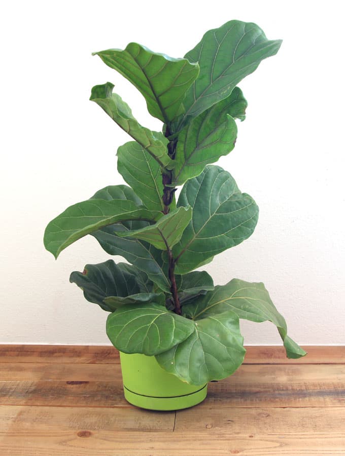 How to root Fiddle Leaf Fig from stem or leaf cuttings! Now you can have the one of the most gorgeous indoor plants and propagate it for every room! - A Piece Of Rainbow Blog