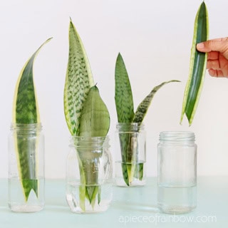 How to propagate Sansevieria ( aka Snake Plant) in water or in soil easily, by leaf cuttings or division of rhizomes. Pros & cons of 3 best rooting methods!