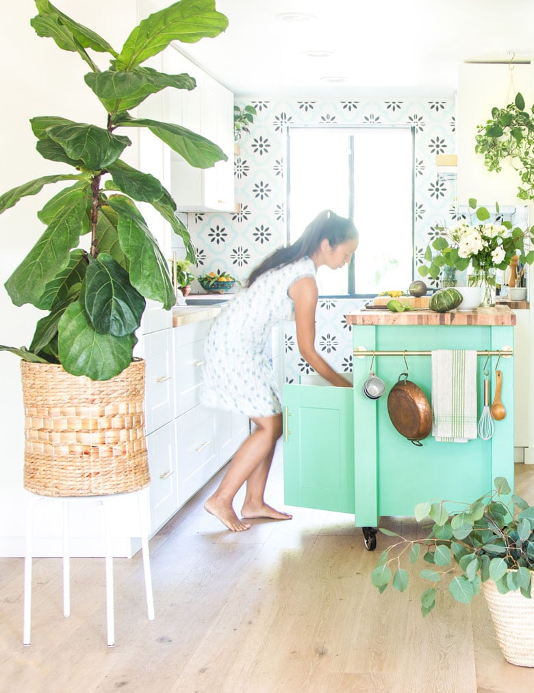 large Fiddle Leaf Fig tree in dining room