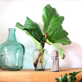 Fiddle Leaf Fig propagation in 2 easy ways with 100% success rate on all our stem cuttings! Lots of tips on how to multiply & grow FREE Fiddle Fig trees. – A Piece of Rainbow