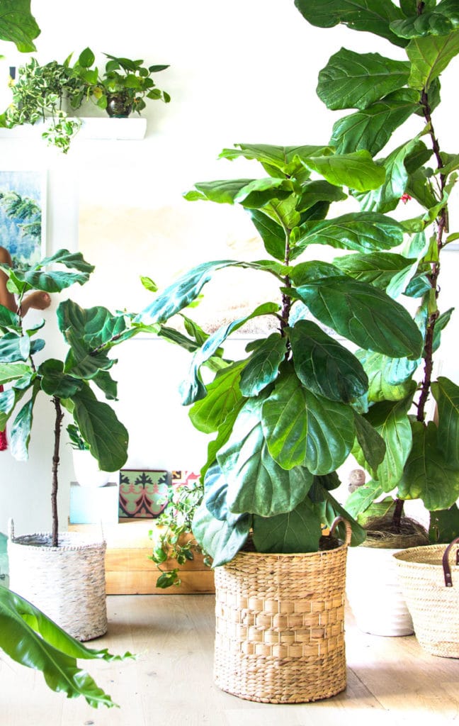 healthy Fiddle Leaf Fig trees grown with 5 care tips