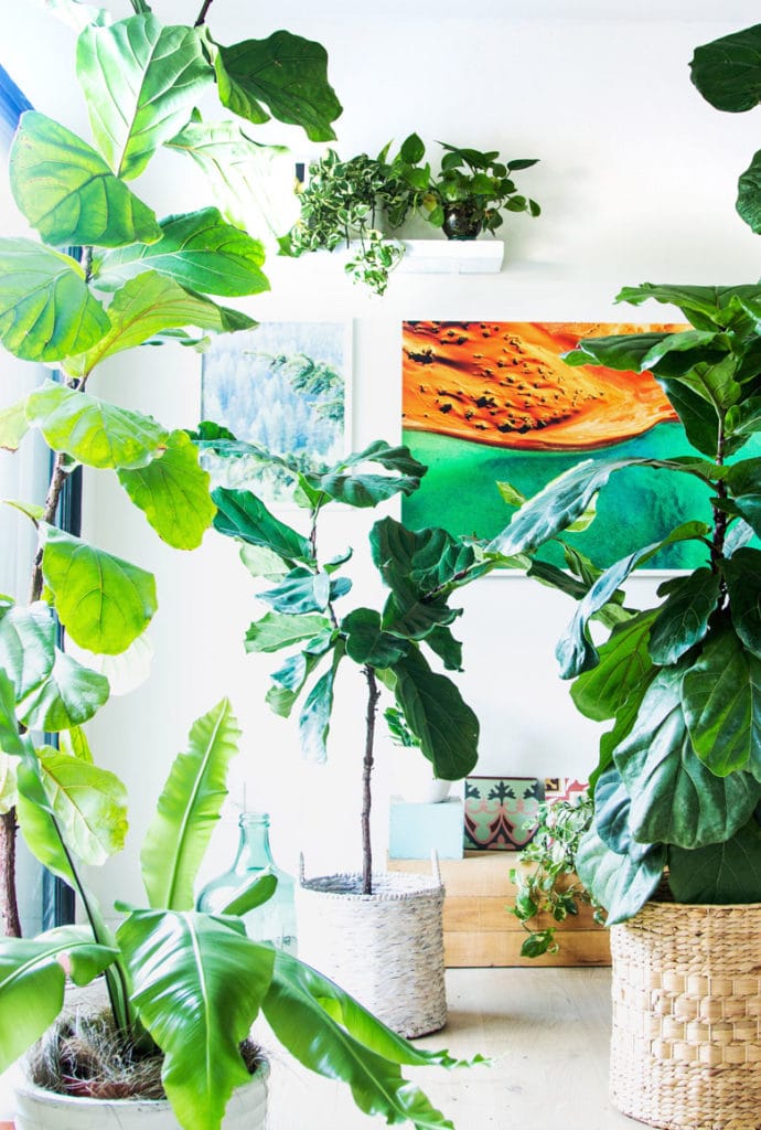 Fiddle Leaf Fig trees in living room