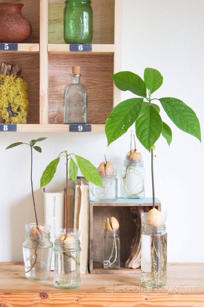 grow avocado  indoors in boho farmhouse living room