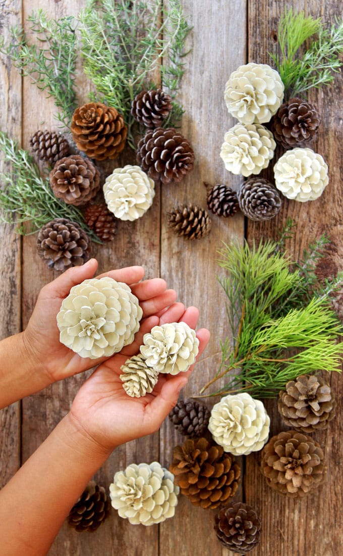 Make beautiful "bleached pinecones" in 5 minutes without bleach! Non-toxic & easy DIY craft, perfect for fall, winter, Thanksgiving & Christmas decorations!