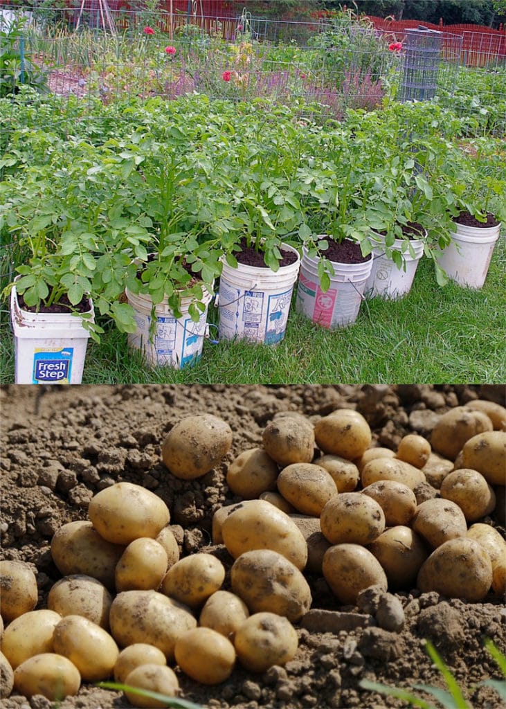 plant potatoes in 5 gallon buckets, and get big yields