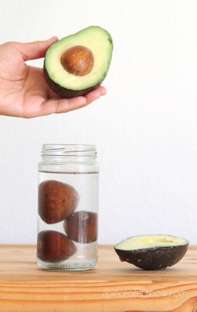 soak avocado seeds in water