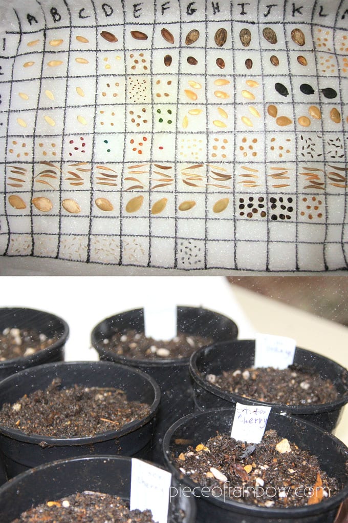 germinate seeds on wet paper towel and plant in pots