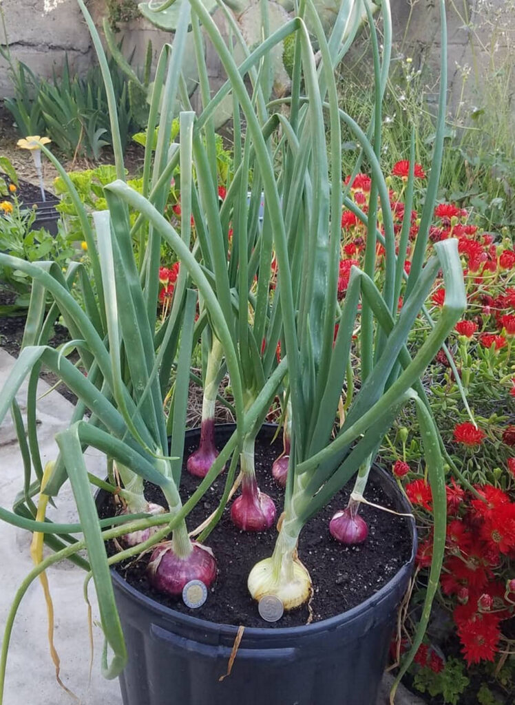 plant multiple onions in a 5 gallon