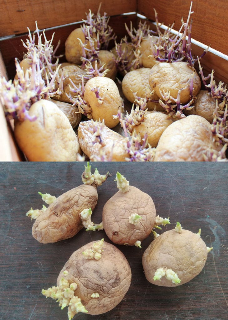 sprouting or chitting potatoes  before planting 
