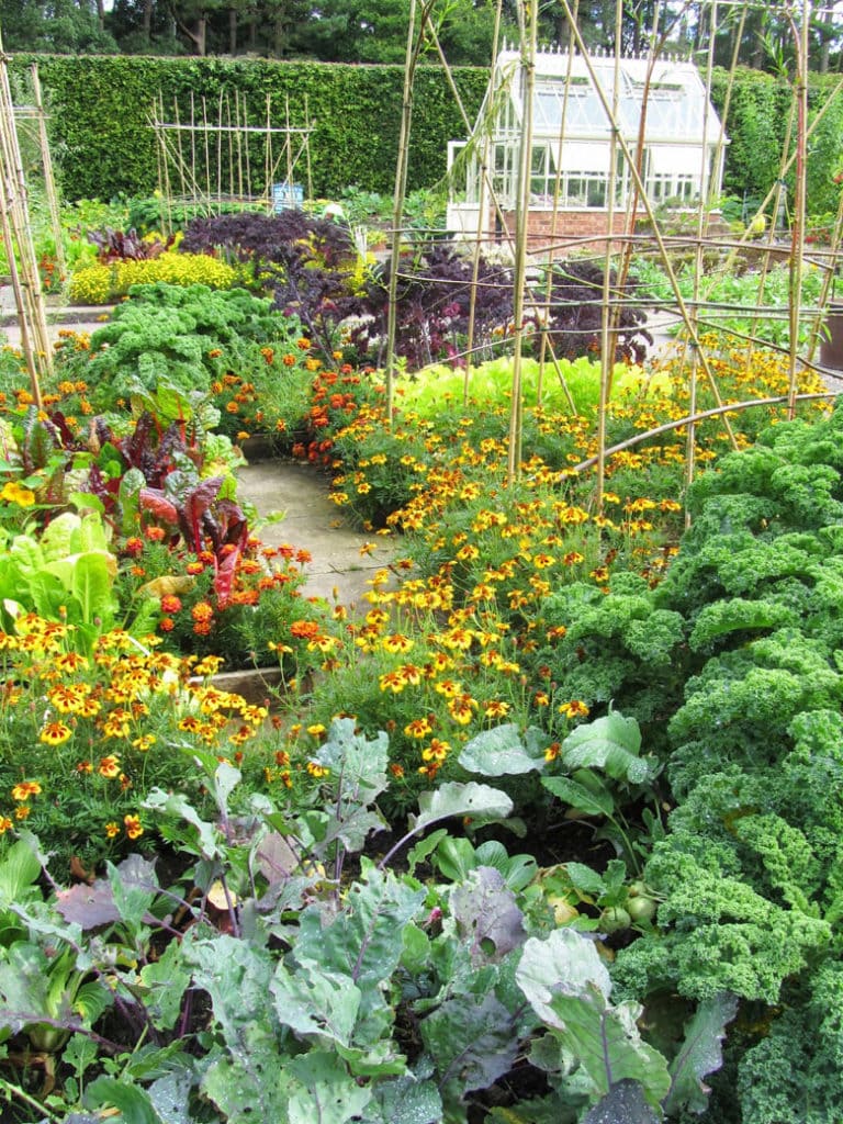 companion planting with vegetables, herbs and flowers together