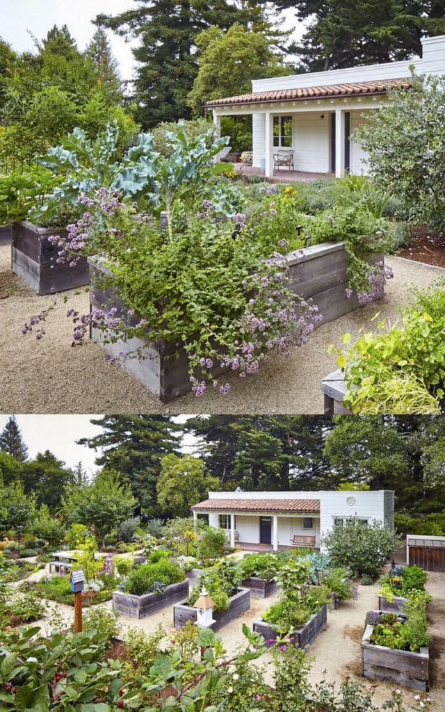 beautiful vegetable garden layout and designs in backyard