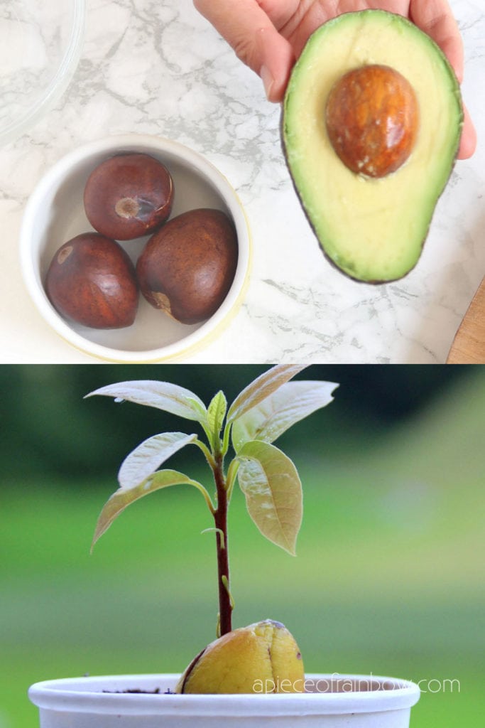 grow avocado seedling in soil
