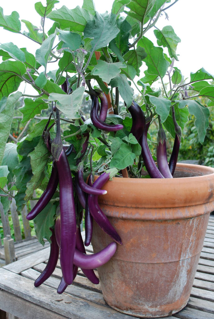 grow Eggplant in large container