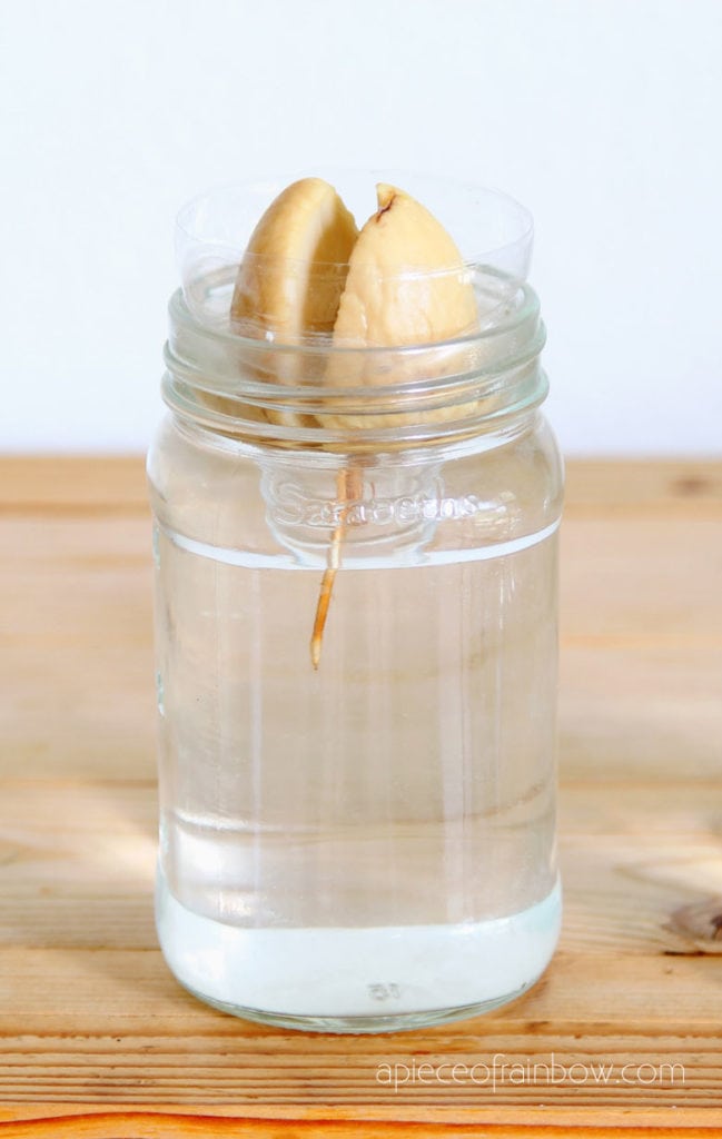 grow avocado plants without toothpicks