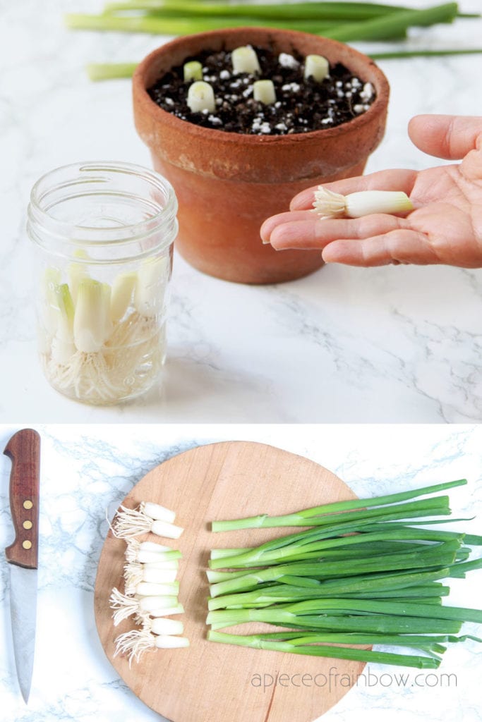 scallions cuttings with roots in water or plant them in soil