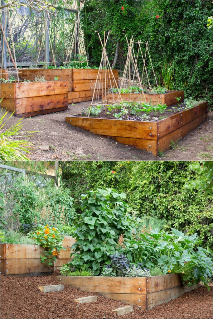 raised bed vegetable garden on slope