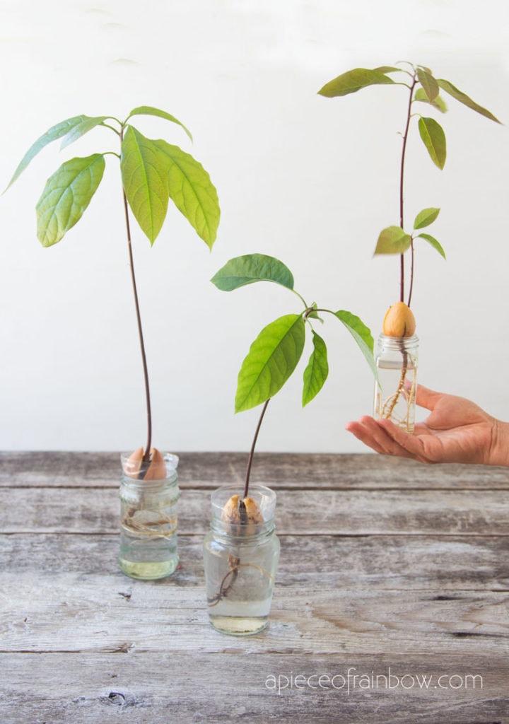small avocado trees growing in jars of water