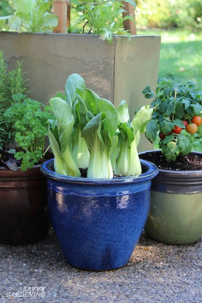 Bok choy Asian green vegetables in blue container