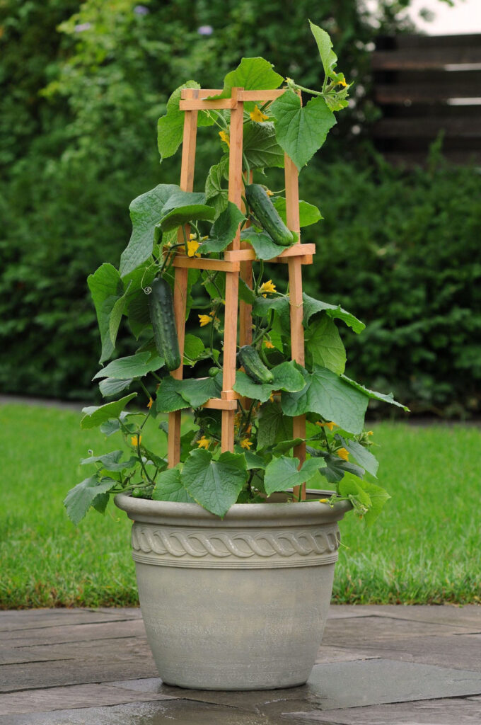 container vegetable gardening cucumber growing in pot with trellis