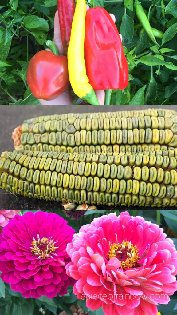 grow flowers, peppers, corn, tomatoes from seeds