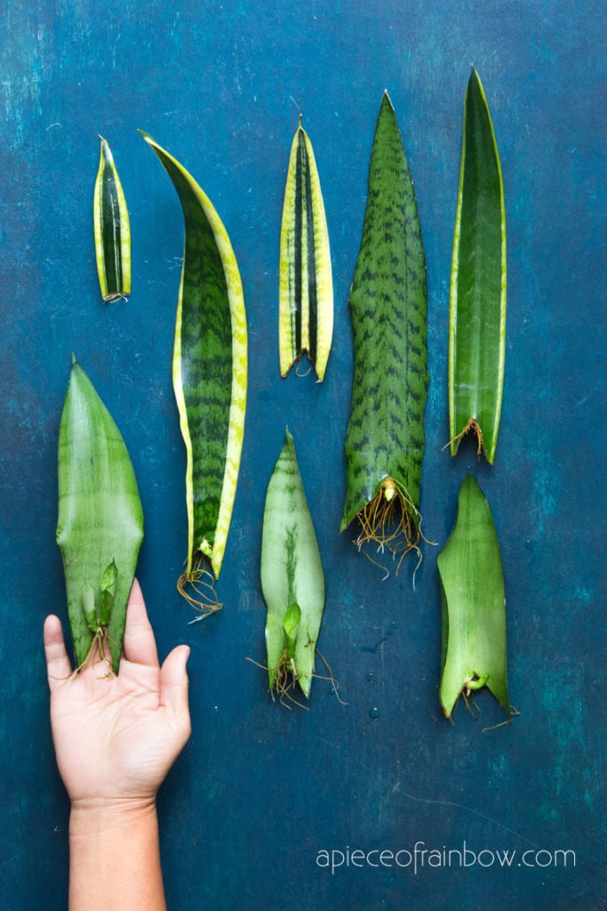 propagate Sansevieria   Snake Plant by leaf cuttings in water