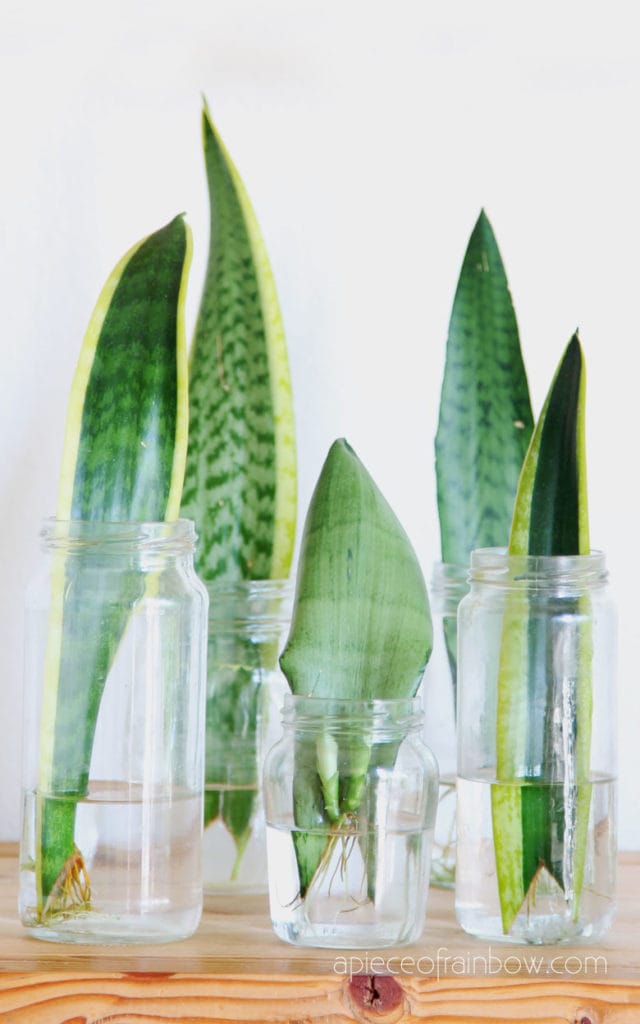 Sansevieria roots in water
