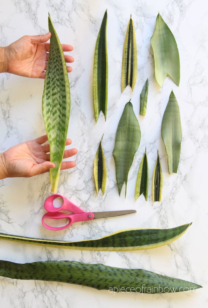 Sansevieria  Snake Plant leaf cuttings
