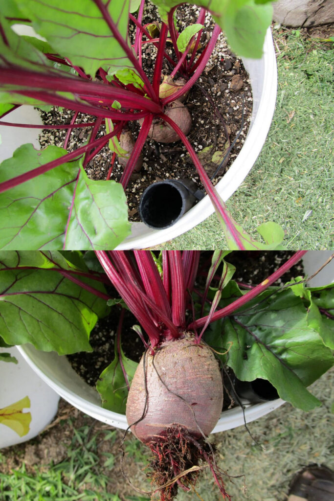 grow beets in 5 gallon buckets
