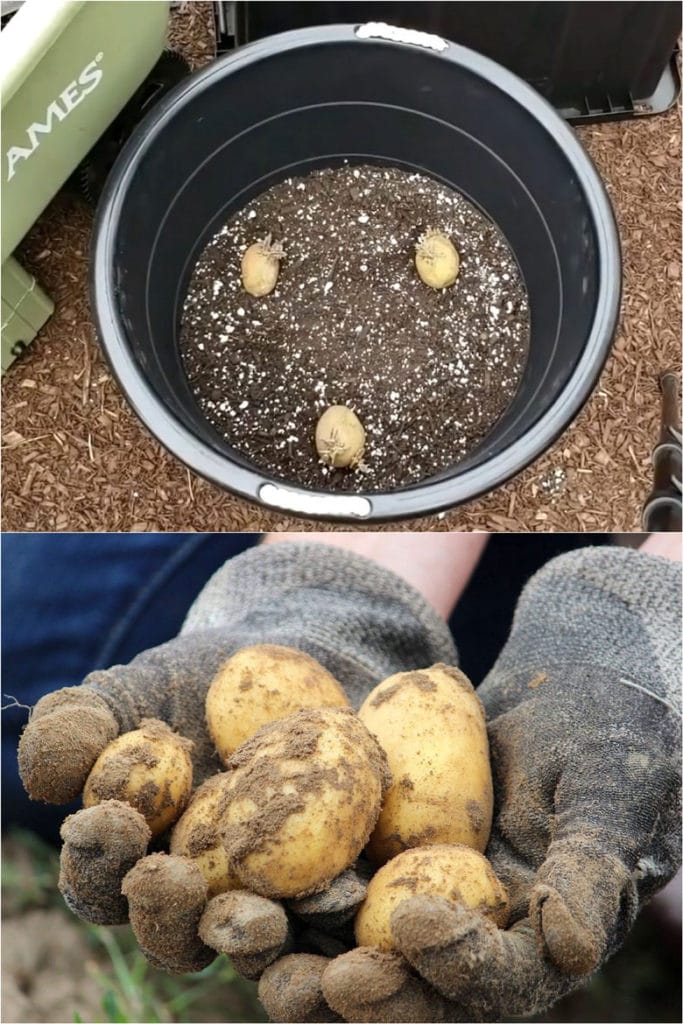 How many potatoes to plant in a pot 