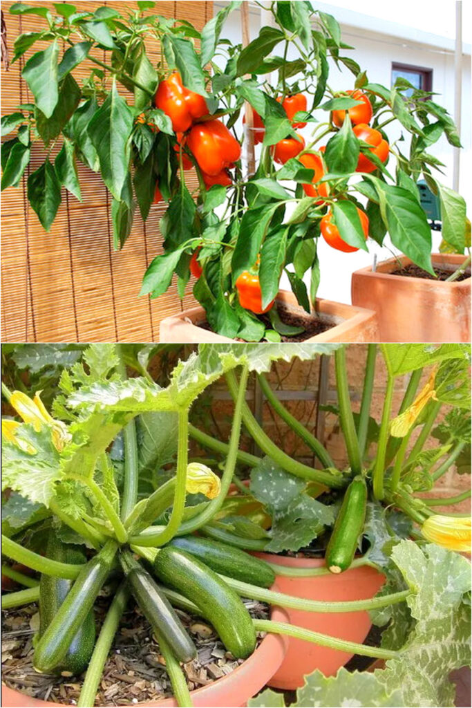 peppers and zucchini are warm season vegetables for container gardening