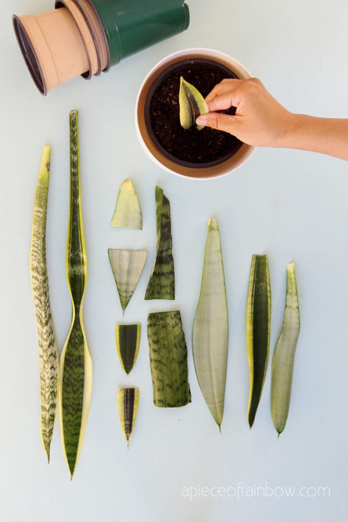propagate Sansevieria Snake Plant in soil