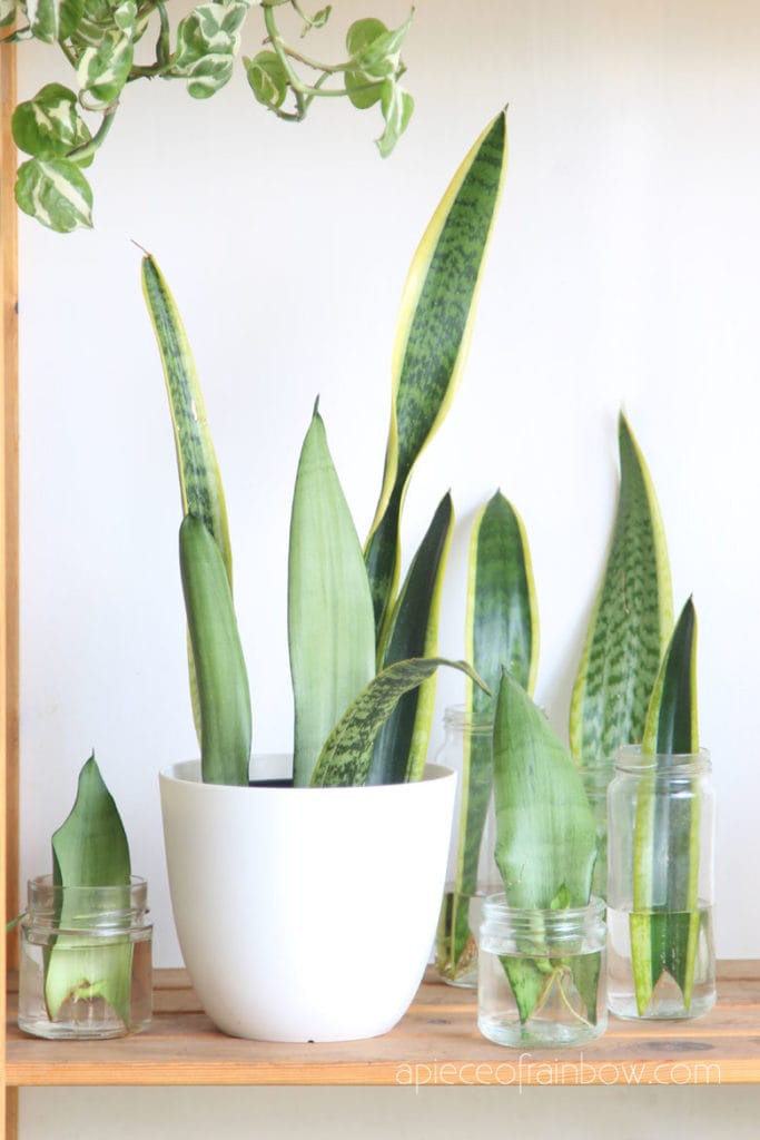 grow Sansevieria snake plants in water and soil