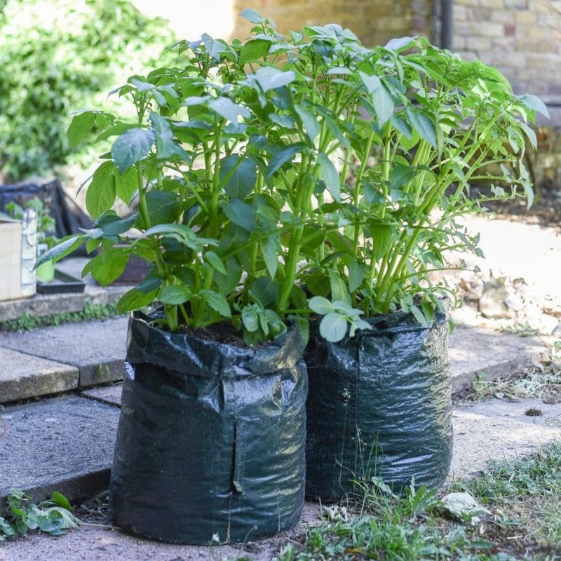 How to grow potatoes in a bag