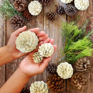 Make beautiful "bleached pinecones" in 5 minutes without bleach! Non-toxic & easy DIY craft, perfect for fall, winter, Thanksgiving & Christmas decorations!