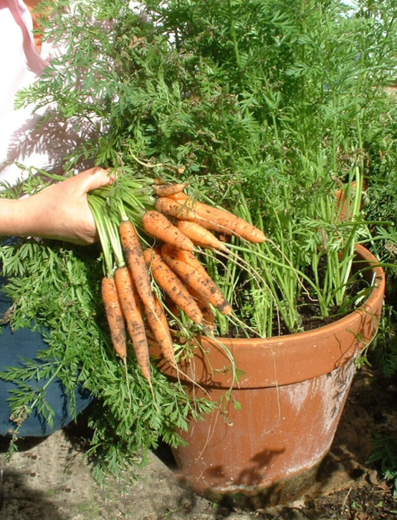 grow a lot of carrots in a pot