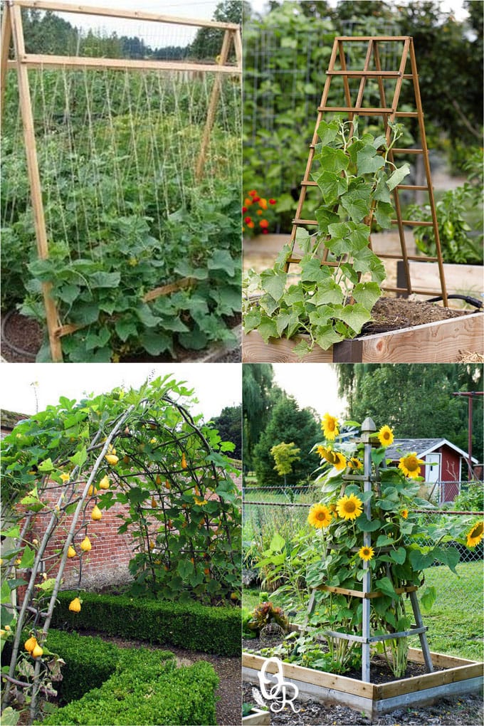 24 best DIY garden trellis ideas & designs: build easy cucumber trellis, bean teepee, beautiful vine pergola, plant screen, & vegetable garden structures!