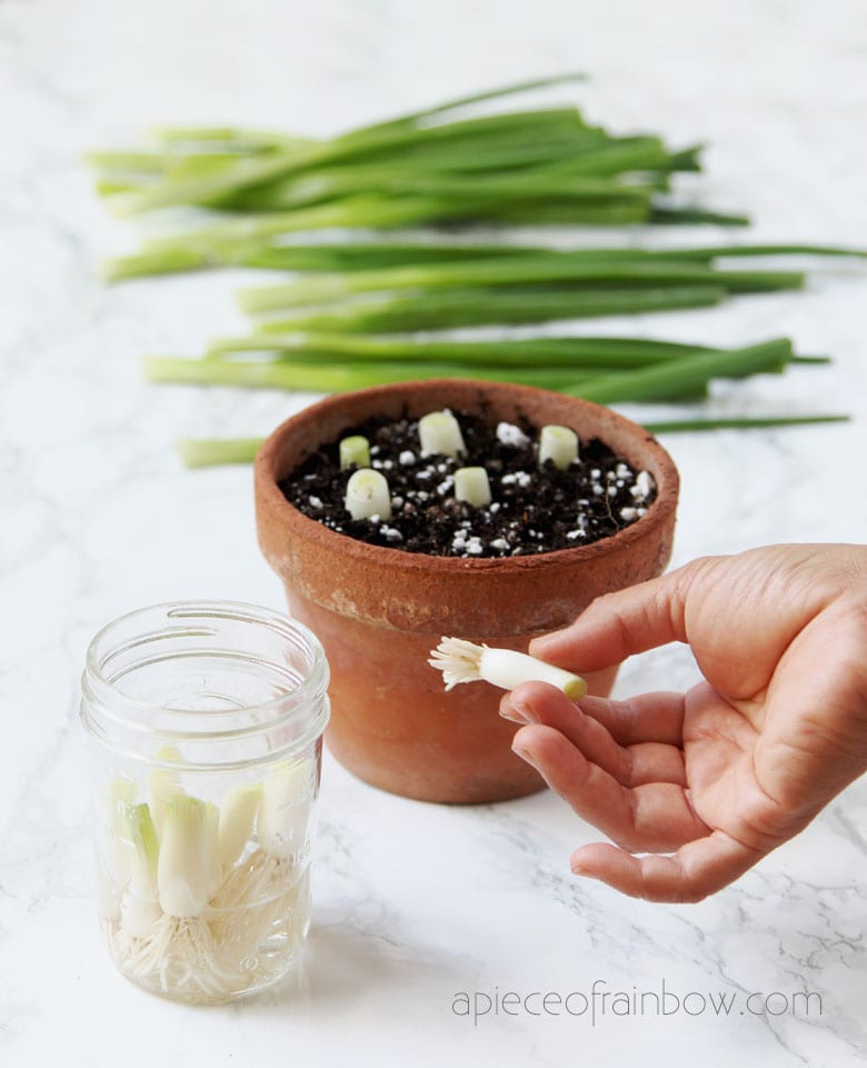 How to regrow green onions in soil