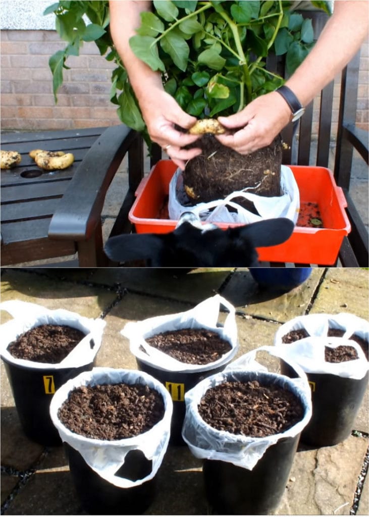 planting potatoes in plastic bags