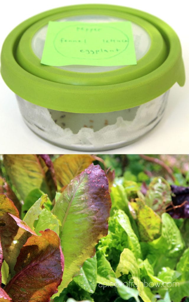 germinate seeds on paper towel in container