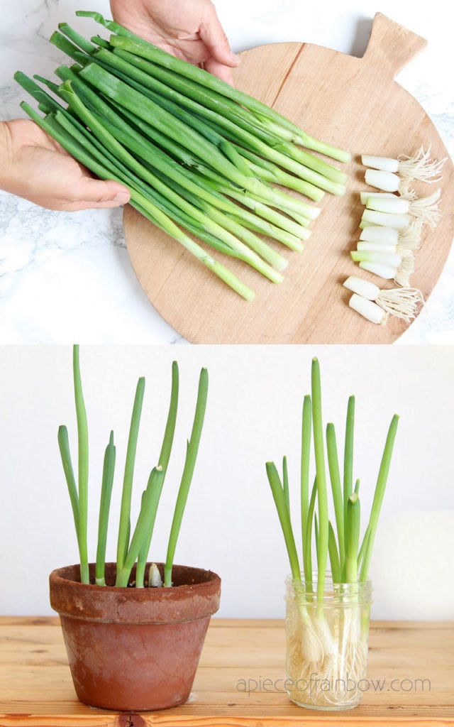 grocery store spring onions growing in water and soil