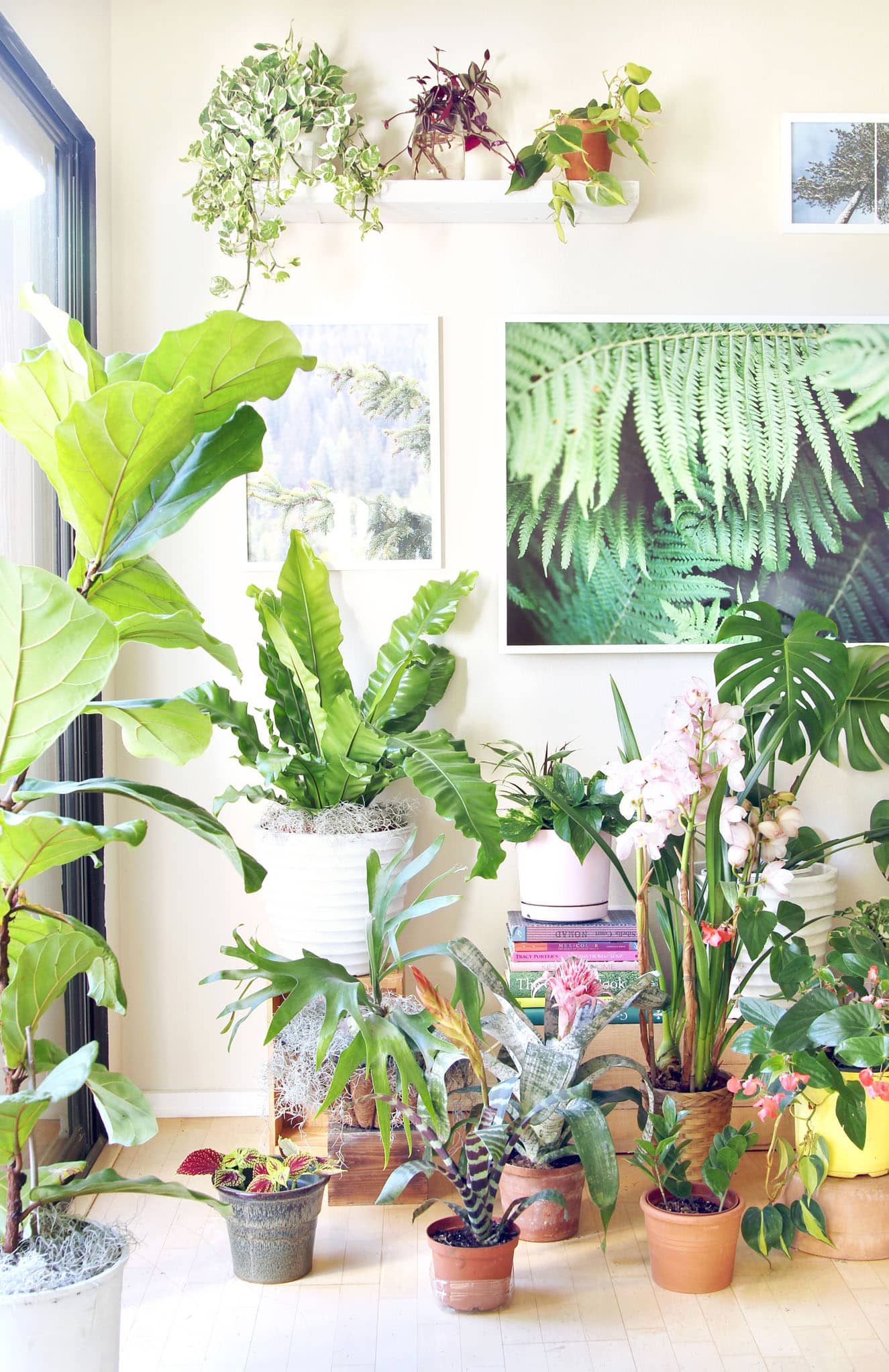 Check out our gorgeous indoor garden with 18 best indoor plants! Plus 5 essential tips on how to grow healthy house plants! Make your home more beautiful with these showy foliage and flowering plants that thrive in low light conditions, and are so easy to grow! - A Piece of Rainbow