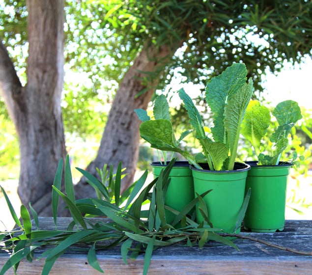 apieceofrainbow-garden-tips1 (2)